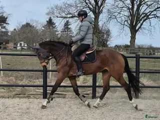 hästar Toppstam hoppn 5årigt sto haft föl - Annons 2