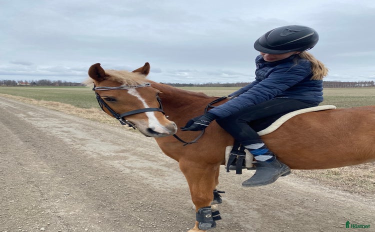  hästar i Nyköping - Annons 9