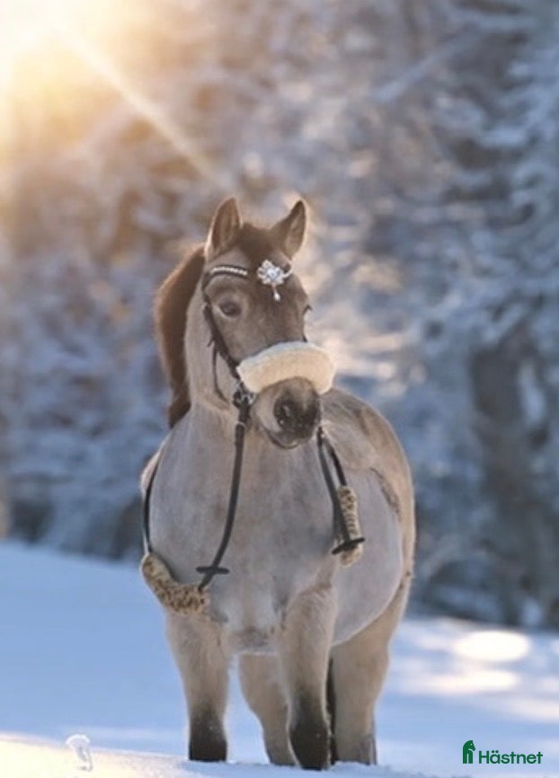  hästar Världens bästa bponny🩷🌟 - Annons 1