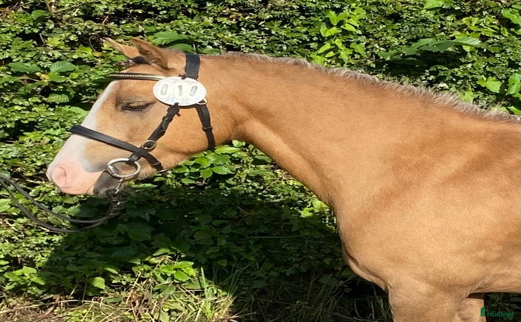  hästar i Varberg - Annons 14