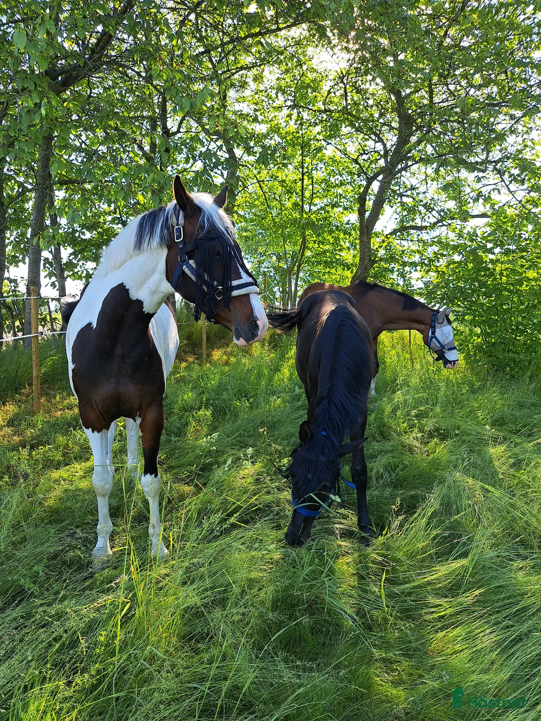  hästservice finnes: Sommarbete  i Kristdala - Annons 5