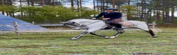 Allround hästar till salu: Fin valack till salu - Annons 3