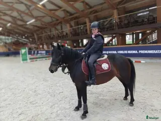 hästar Beautiful and calm zemaitukas mare - Annons 1