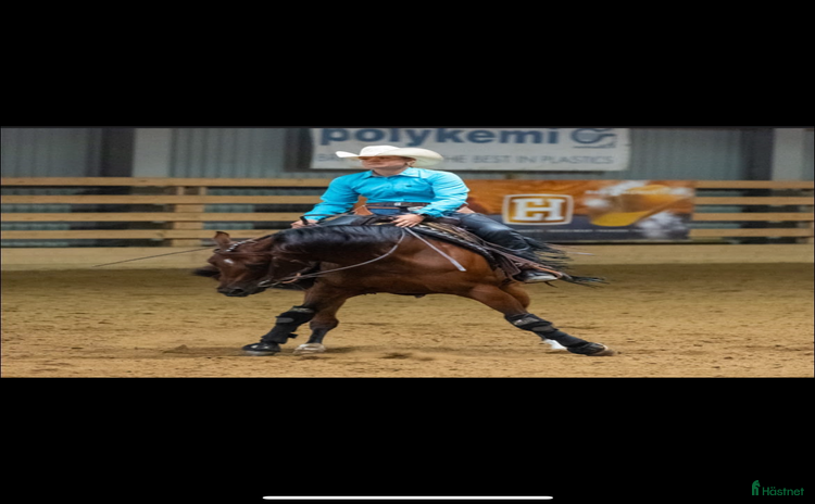  hästar i Häljarp - Annons 12