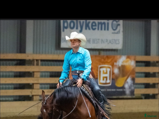 hästar Läromästare i Häljarp - Annons 19