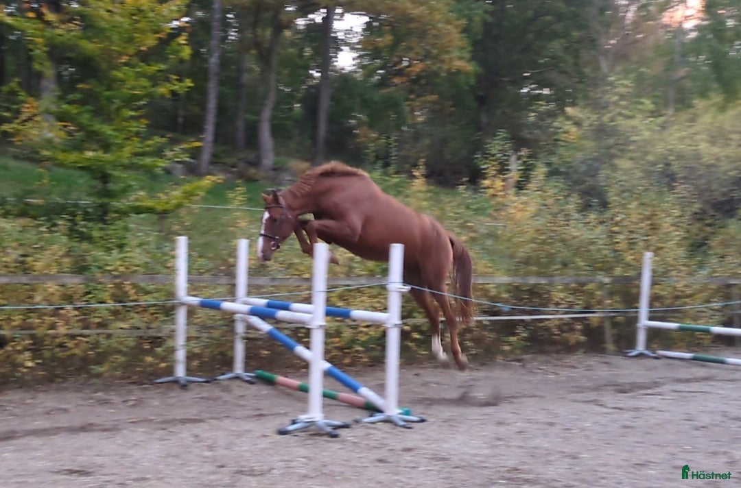 Hoppning hästar till salu: Lovande unghäst med stort hopp  i Mörrum - Annons 2