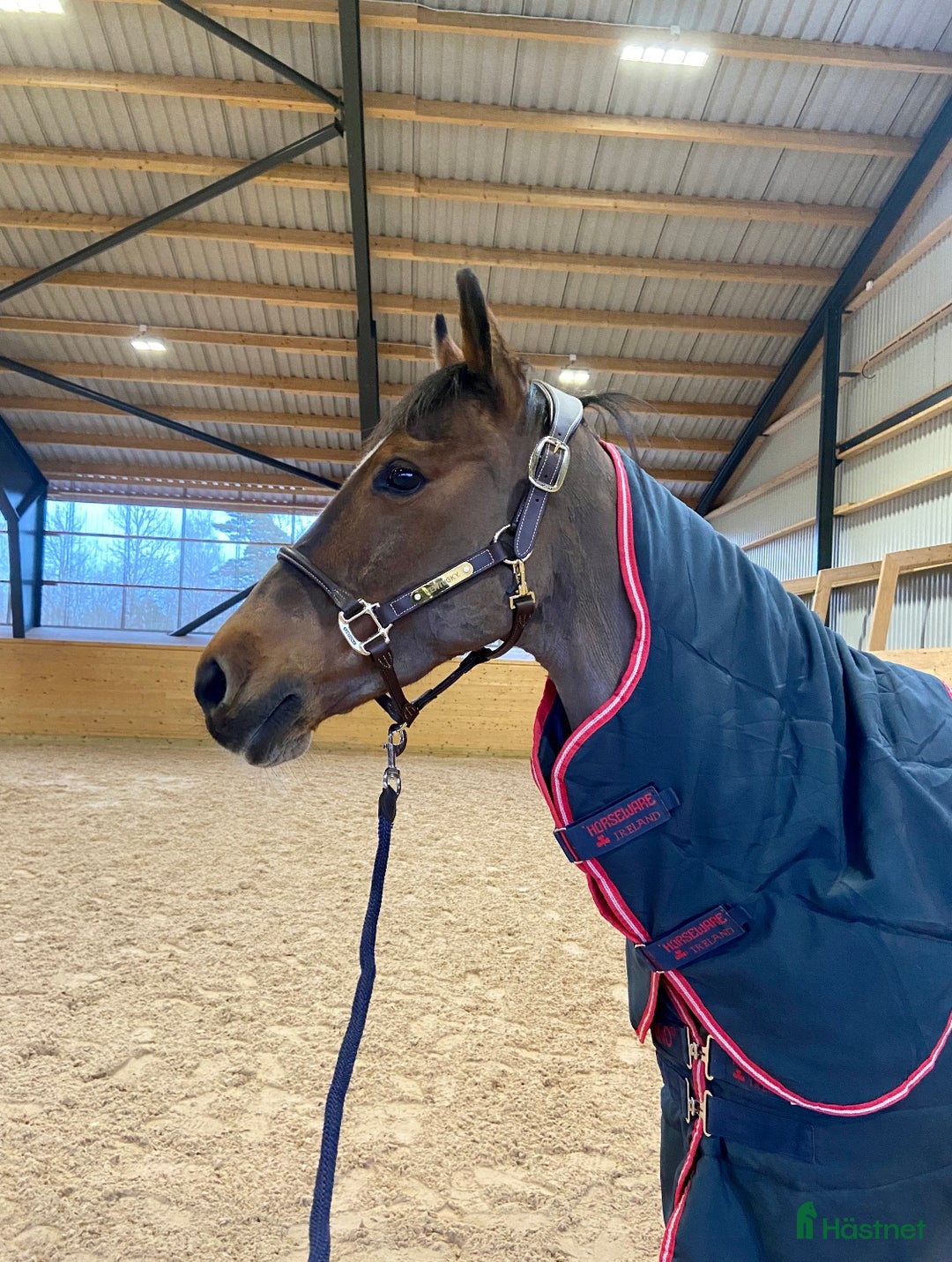  foderhäst finnes: Promenadridning/sällskap  - Annons 3