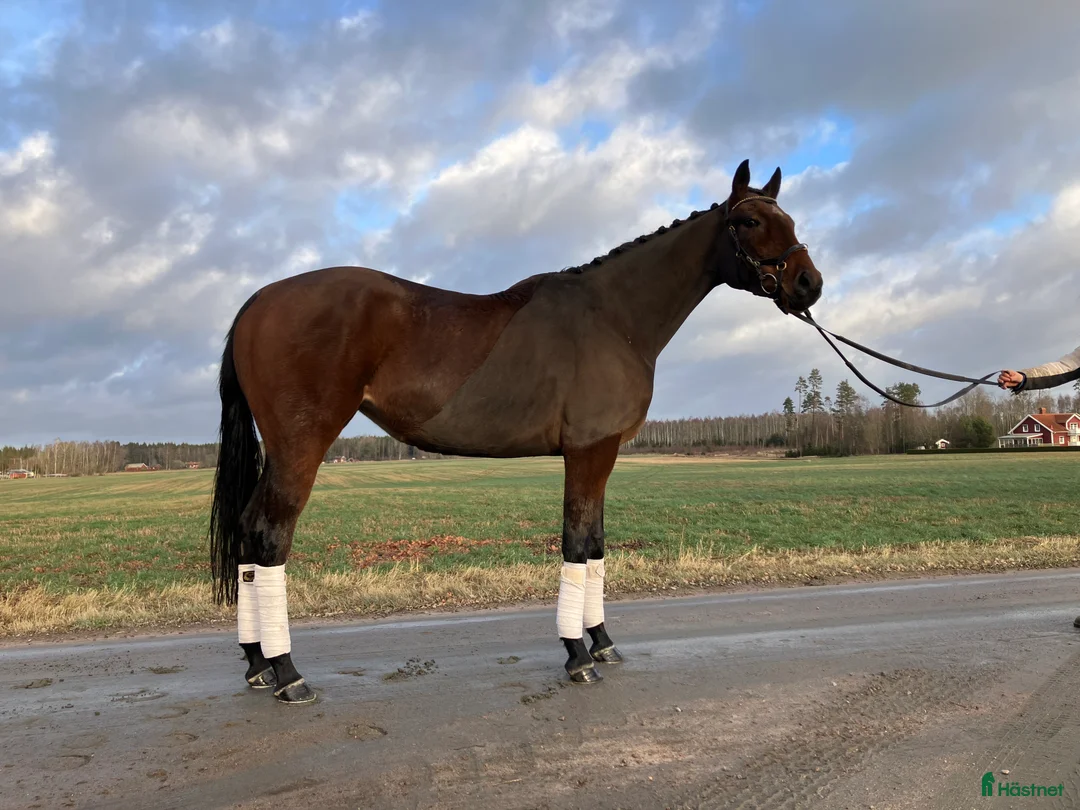 Allround hästar till salu: Fin framåt bästa vän  i Skara - Annons 1