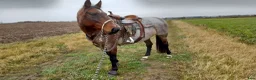 Island hästar sökes: Foder för senare köp- bindande! 6-12mån - Annons 3