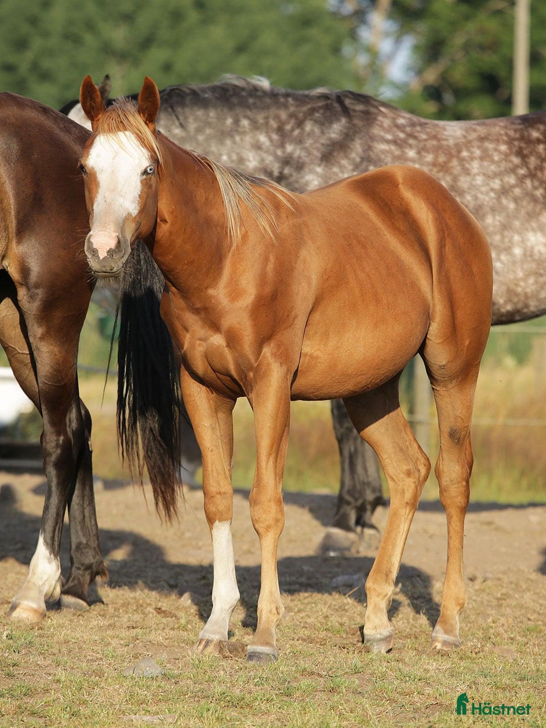 Western hästar till salu: Höstrea på Kungsvikstorp i Åtvidaberg - Annons 6