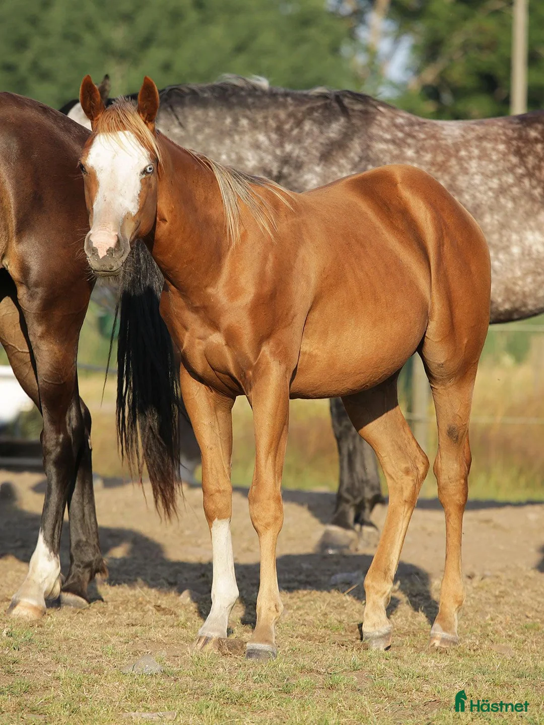 Western hästar till salu: Nu är det snart vår - Annons 6