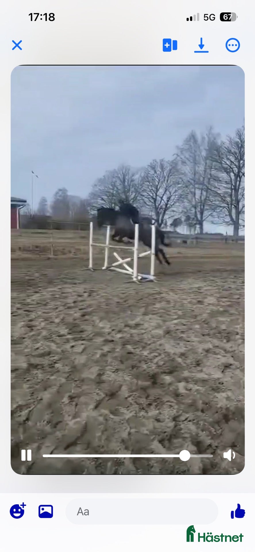  hästar Bästa vän /avel/sallskap  - Annons 2