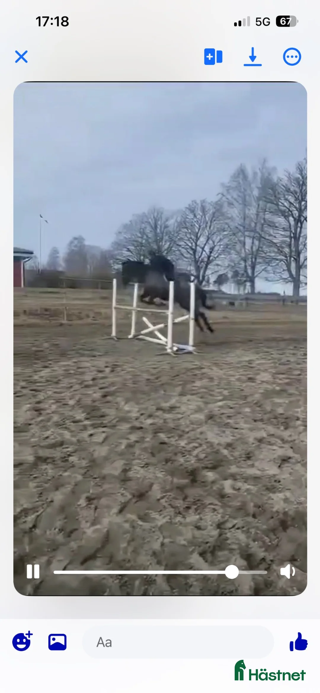 Allround hästar till salu: Bästa vän /avel/sallskap  - Annons 2
