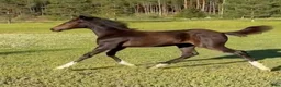 Trav hästar till salu: Fin högrest sto åring för trav säjes/bytes - Annons 3