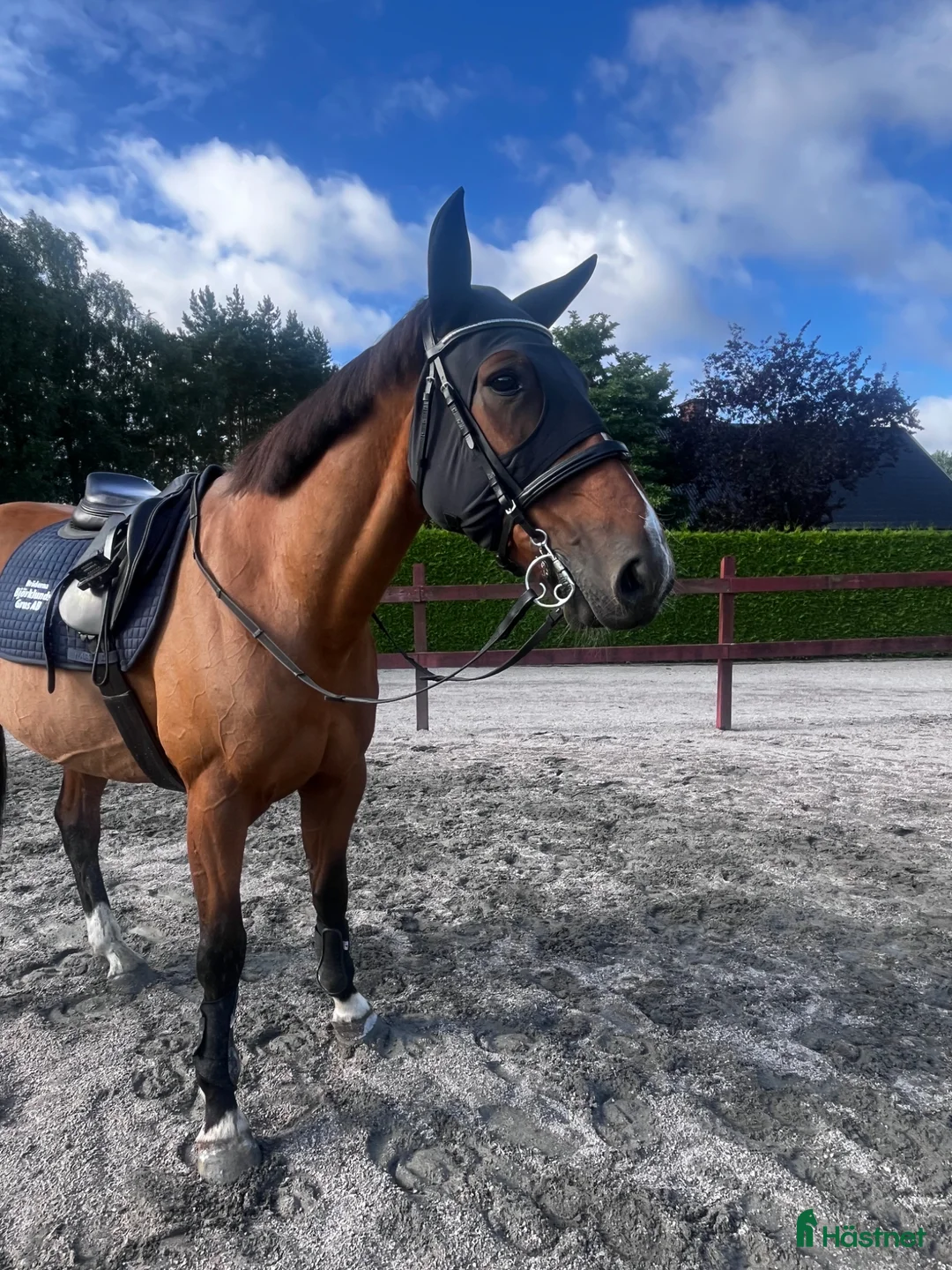 Allround hästar till salu: Fin travare ❤️ i Olofström - Annons 2