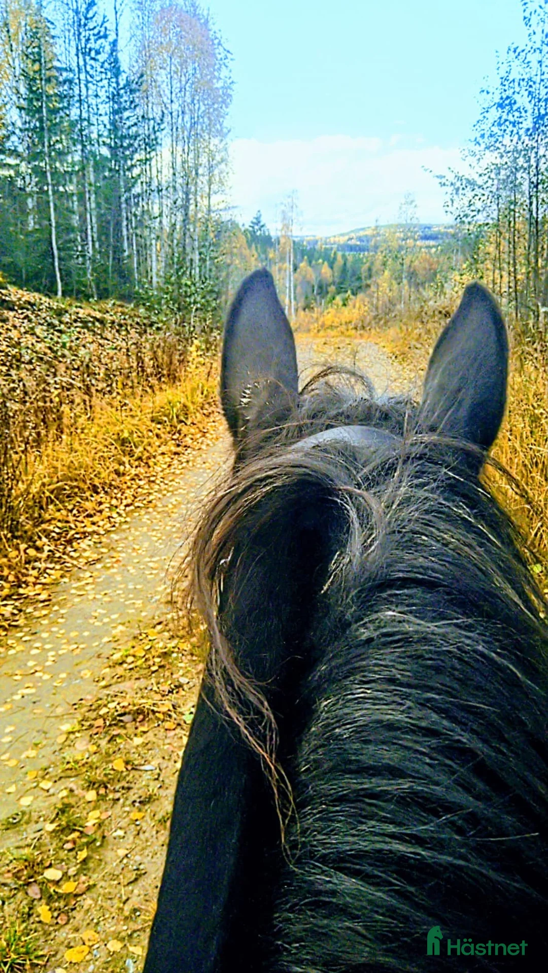 Galopp hästar sökes: Söker sto :halvblod eller fullblod projekt  - Annons 3