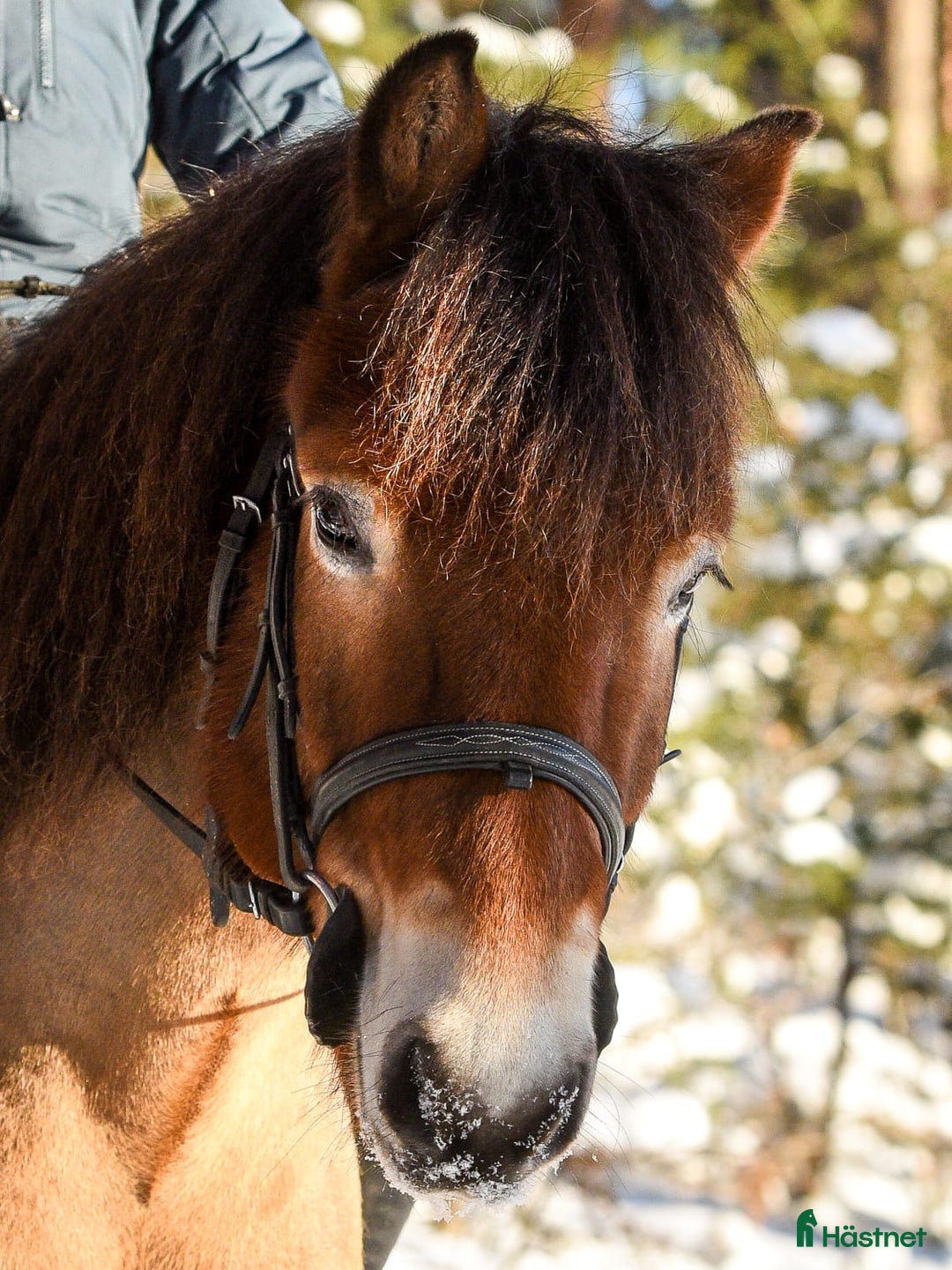 Hoppning hästar till salu: Maxad B-ponny i Valdemarsvik - Annons 2