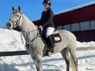Allround hästar till salu: Fin hopphäst med bra gång FYND - Annons 1