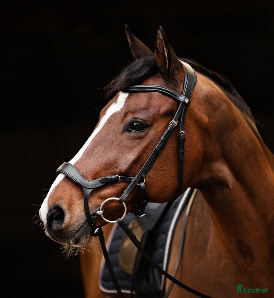 Träns hästutrustning till salu: Fynda anatomiskt träns! i Ljungsbro - Annons 2