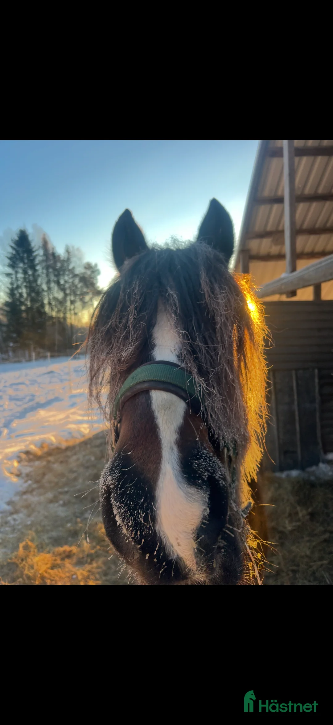 Allround hästar till salu: Kolla hit!  - Annons 3