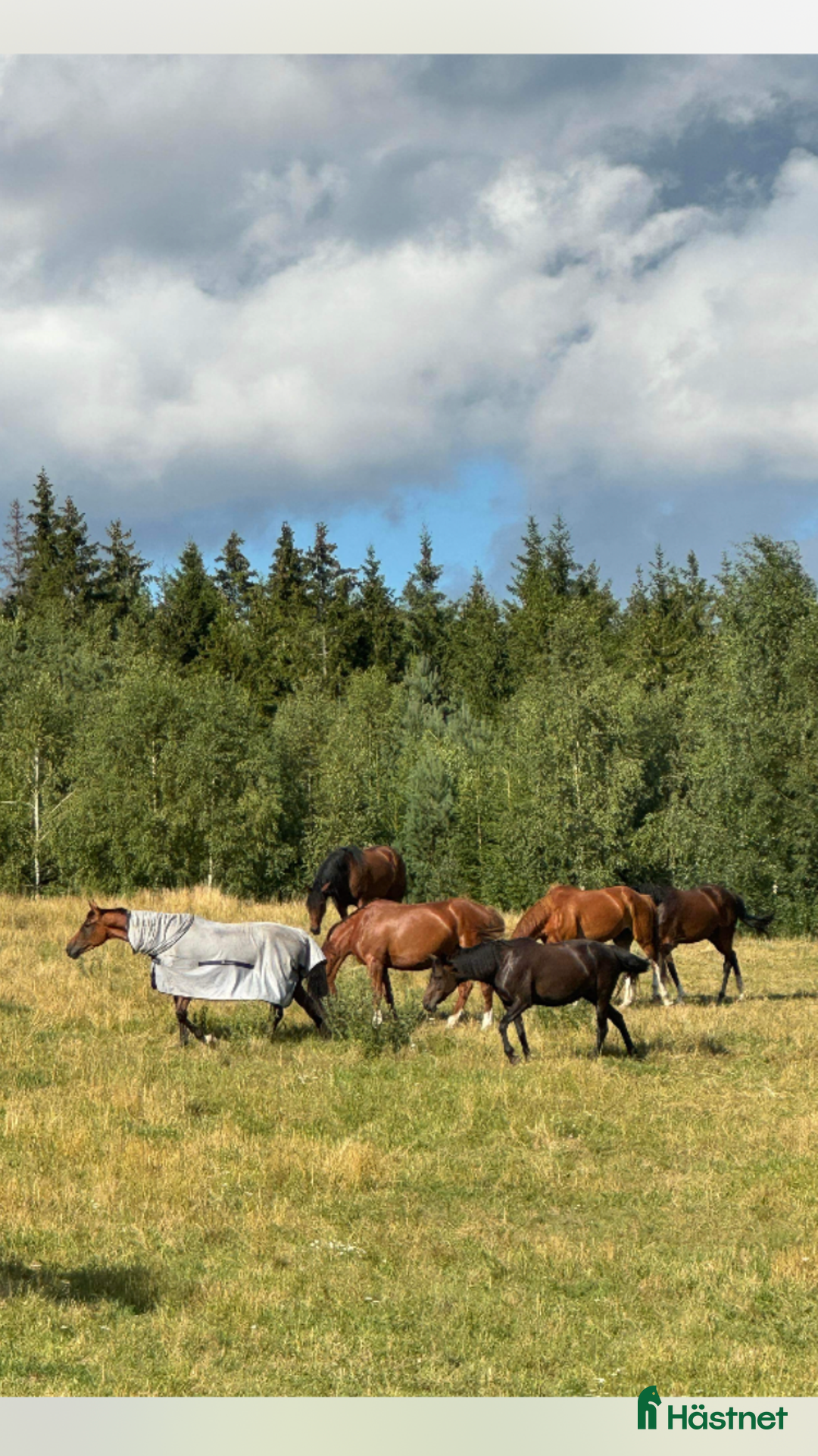  stallplats finnes: Lösdrift för sto i södra Stockholm  i Grödinge - Annons 1