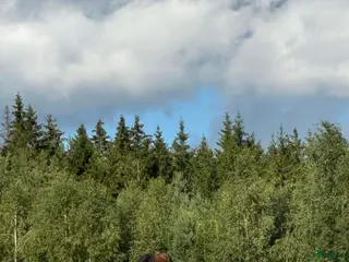 stallplats finnes: Lösdrift för sto i södra Stockholm i Grödinge - Annons 2