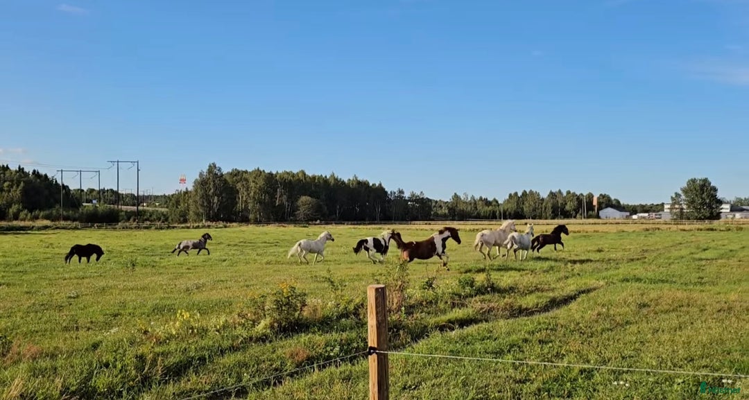 Allround hästar sökes: Snäll häst sökes! i Söderhamn - Annons 1