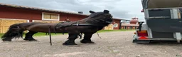 Körning hästar till salu: Bästa Marino  - Annons 5
