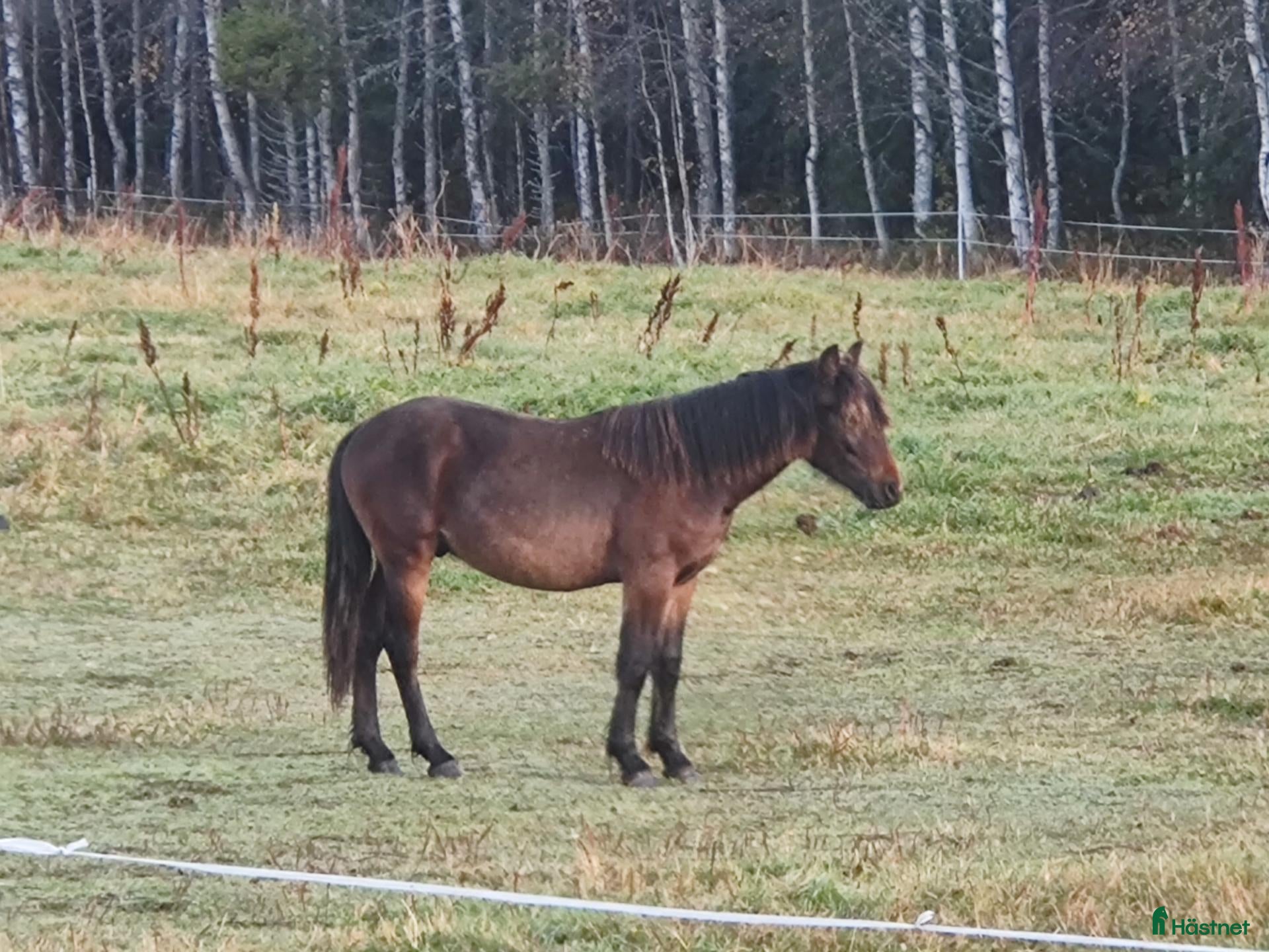  hästar Framtidens stjärna? - Annons 2