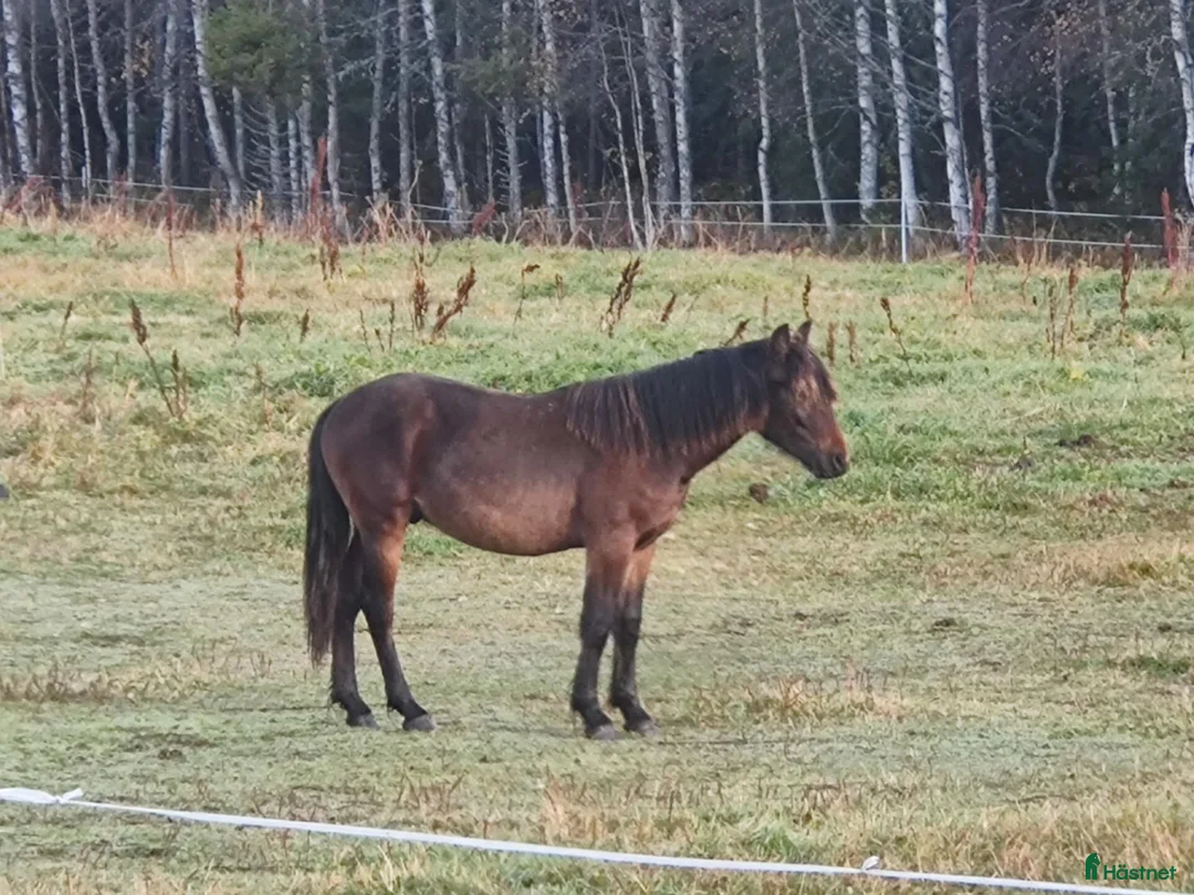 Trav hästar till salu: Framtidens stjärna? i Sorsele - Annons 2