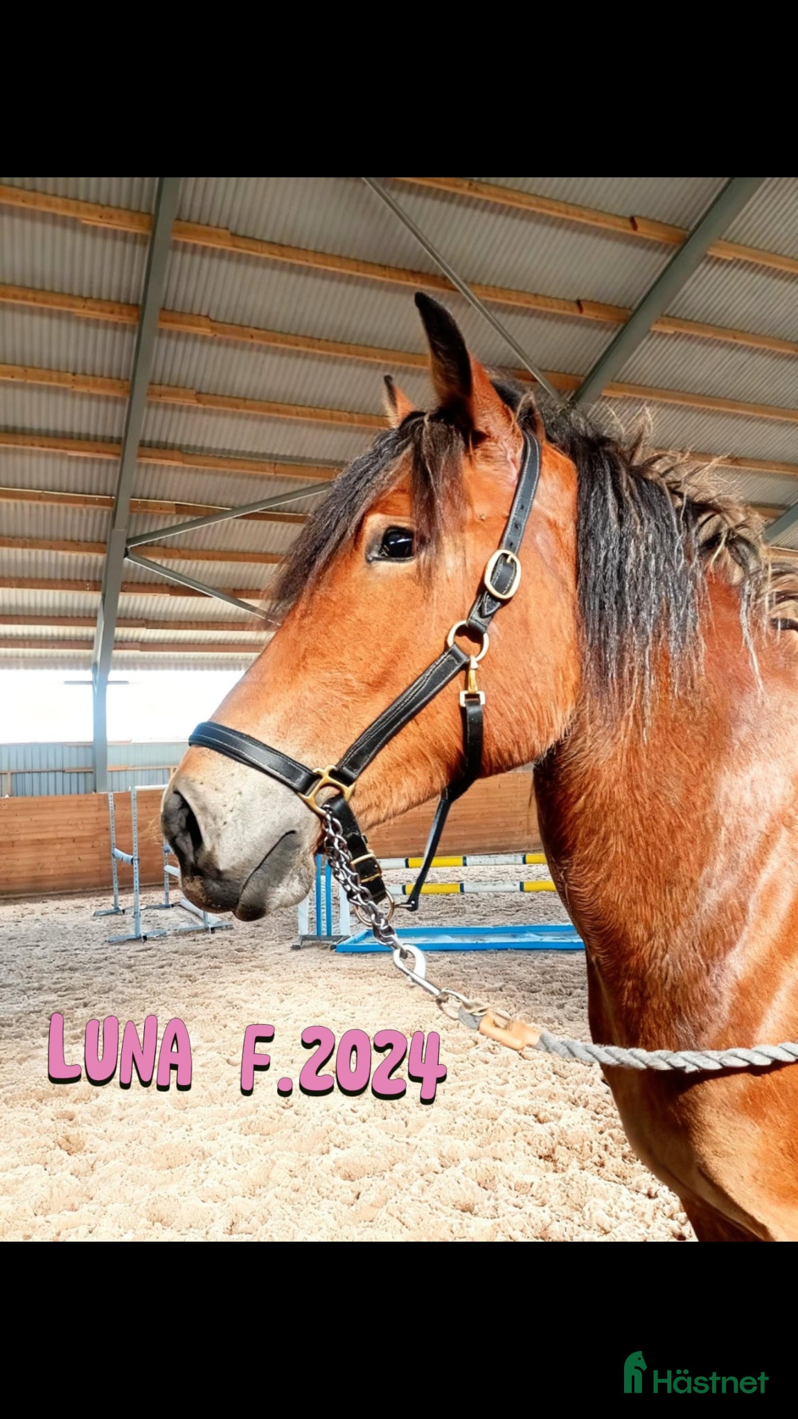  hästar Läckert sto för framtiden - Annons 1