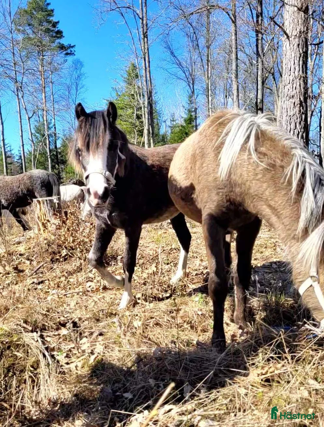 Allround hästar till salu: Welsh Mountain sto  - Annons 2