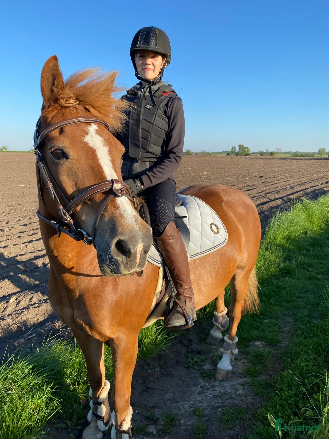 Allround hästar till salu: Äldre läromästare och bästa vän ❤️ - Annons 2
