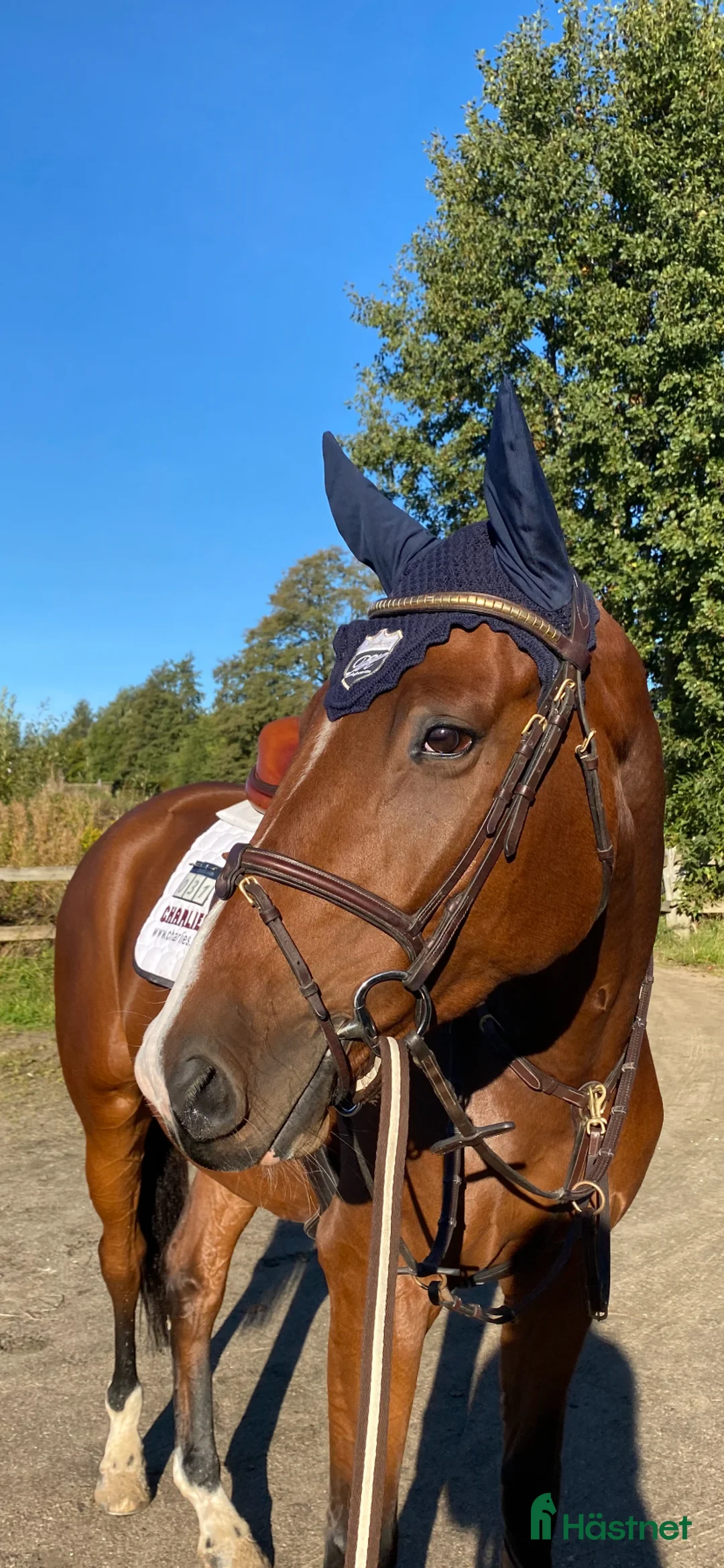  hästservice finnes: Utbildning hopphäst  - Annons 3