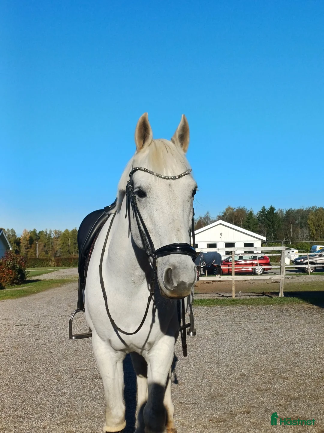 Dressyr hästar till salu: Trygg och välutbildad läromästare söker hem - Annons 2