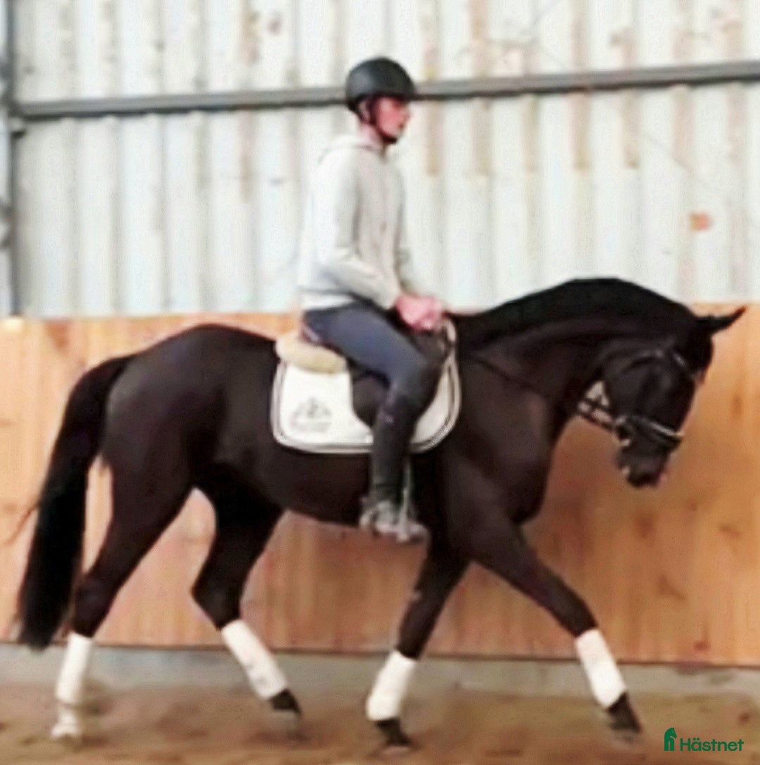 Allround hästar till salu: Top prospect you are looking for-dressage/jumping i Örsundsbro - Annons 1