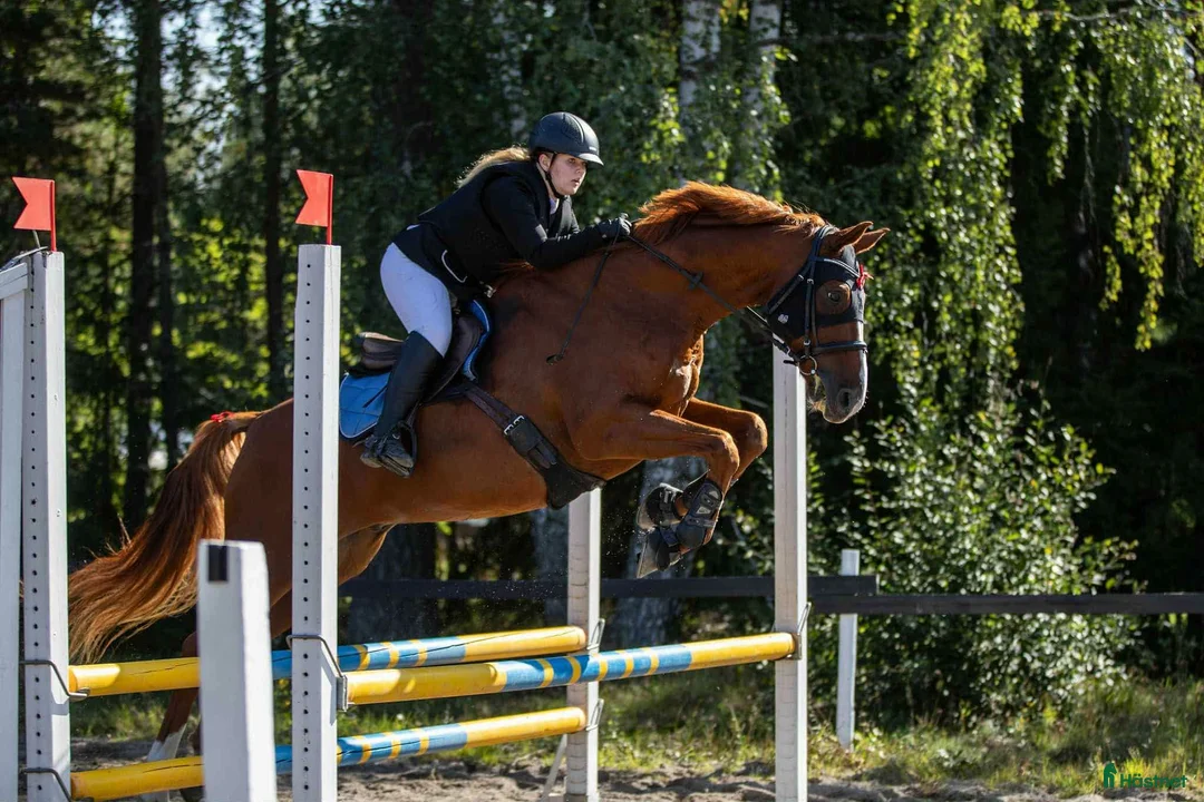 Allround hästar till salu: Perfekt mor- och dotterhäst i Kil - Annons 4
