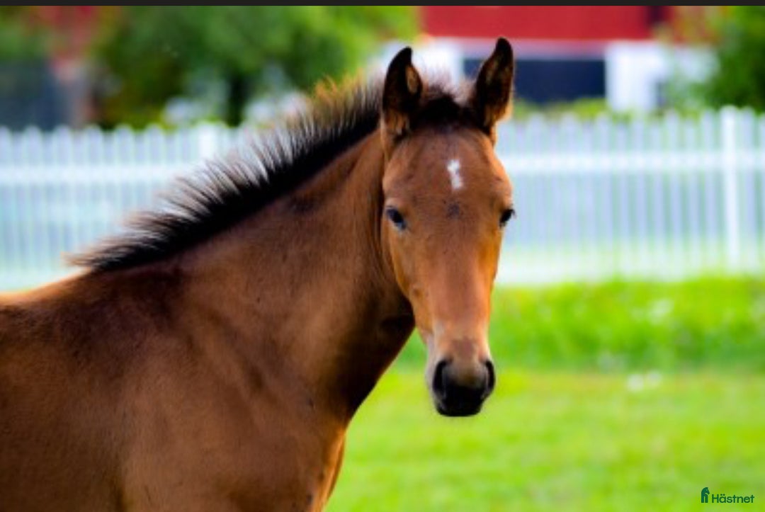 Hoppning hästar till salu: Premieföl med fantastiskt möderne i Köping - Annons 5