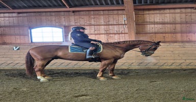  hästar i Garphyttan - Annons 6