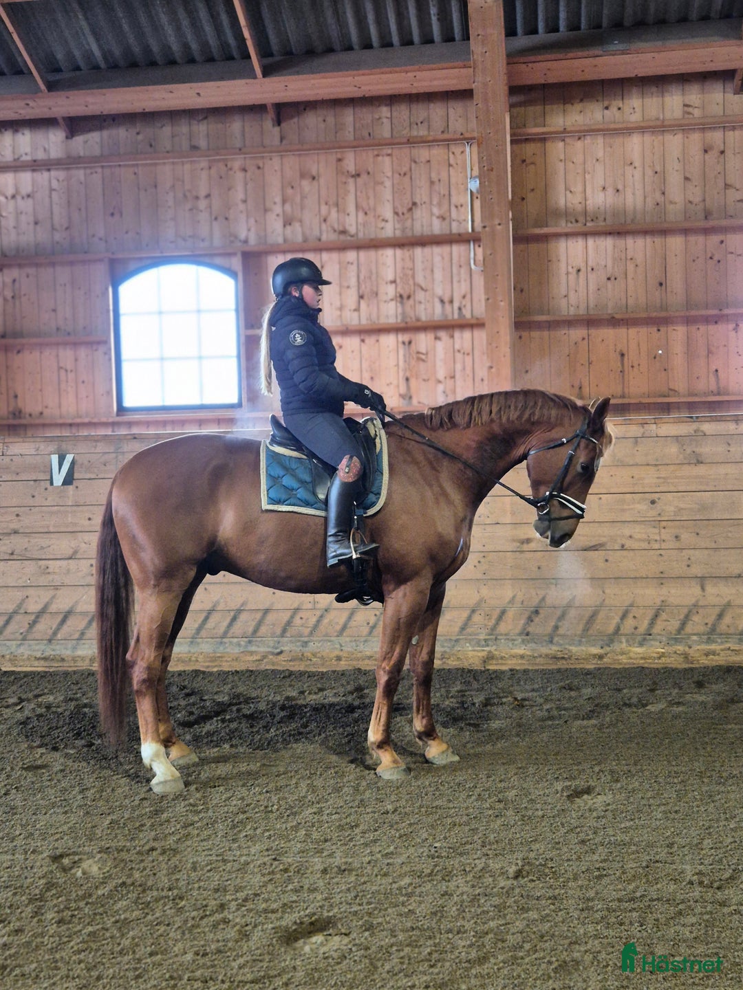 Allround hästar till salu: Perfekt första unghäst i Garphyttan - Annons 2