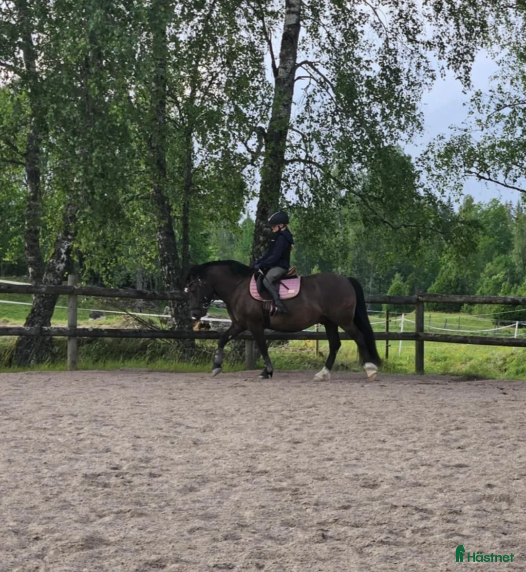 Allround hästar till salu: karaktäristisk allround ponny  i Moheda - Annons 5