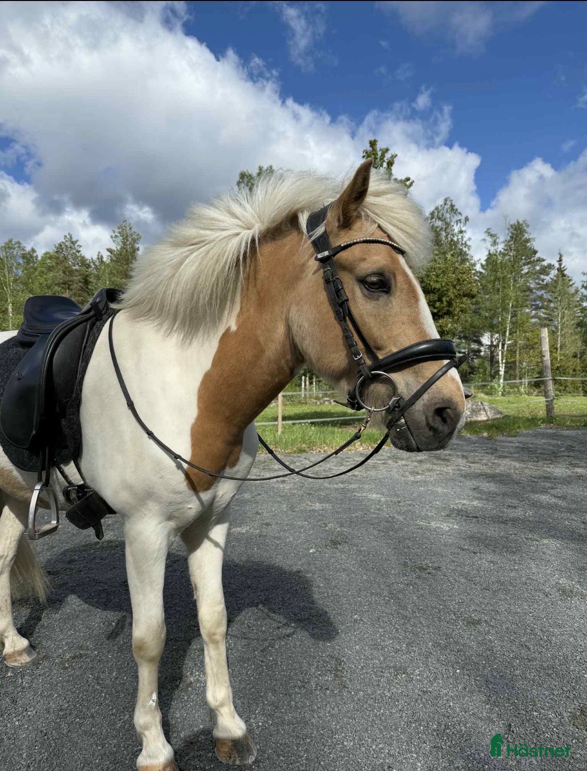  hästar Positiv och lovande fyrgångsvalack - Annons 2