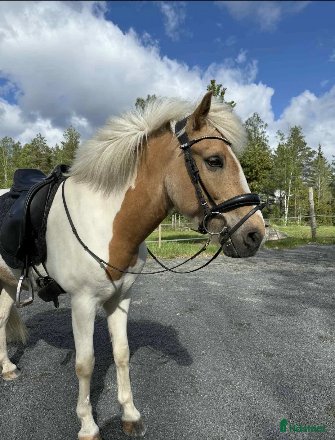 Island hästar till salu: Positiv och lovande fyrgångsvalack - Annons 1