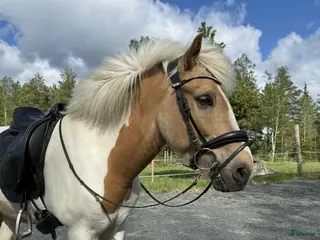 hästar Positiv och lovande fyrgångsvalack - Annons 2