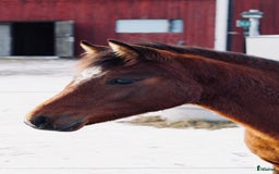 Allround hästar till salu: Charmigt hingstföl e. bruksprovvinnaren Gasque🌟 i Eskilstuna - Bild 1