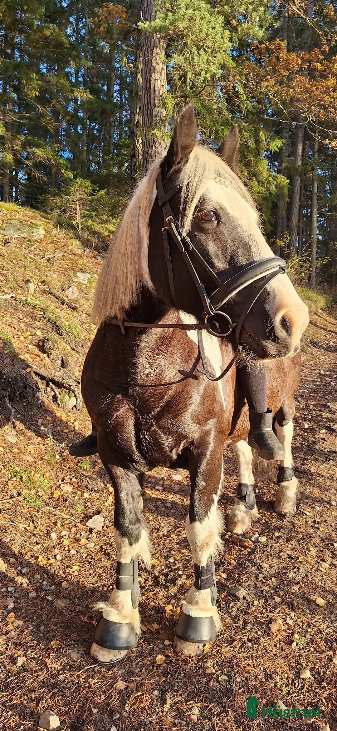 Allround hästar till salu: Mysig skogsmulle i Ljusterö - Annons 2