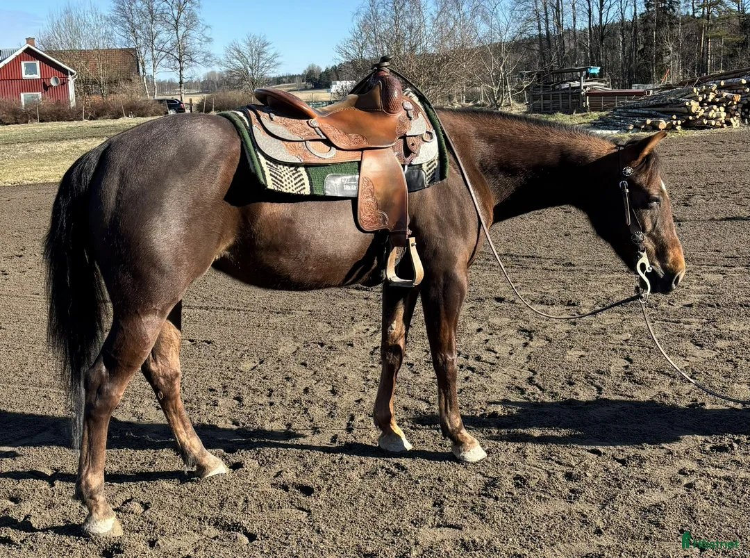Western hästar till salu: Quartersto i Västra Ämtervik - Annons 2