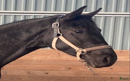 Dressyr hästar till salu: Snäll och talangfull kille efter Janeiro Platinum  i Knivsta - Bild 6