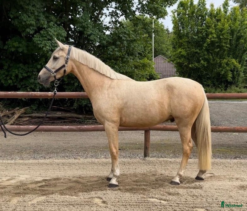  hästar Gudesmuk Guld pony sælges! - Annons 2