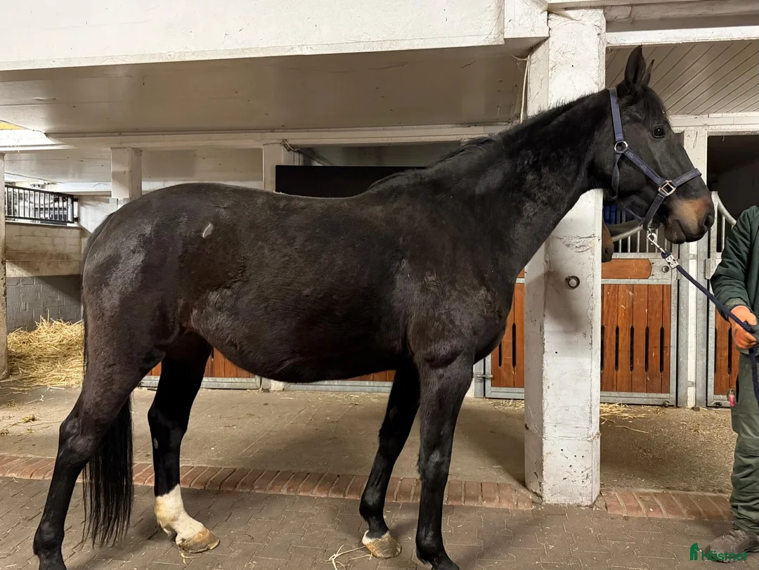 Avelshästar hästar till salu: Avelssto dräktig med Zirrocco Blue - Annons 2